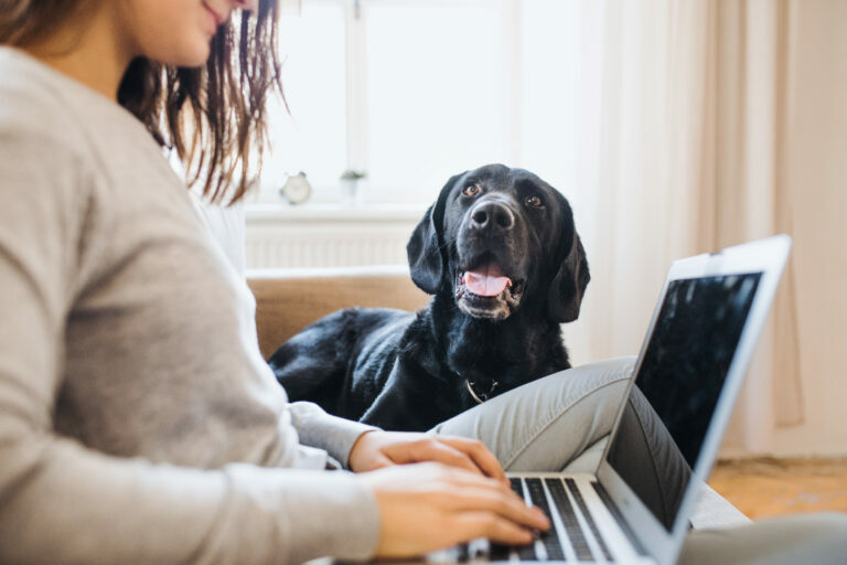 chien télétravail