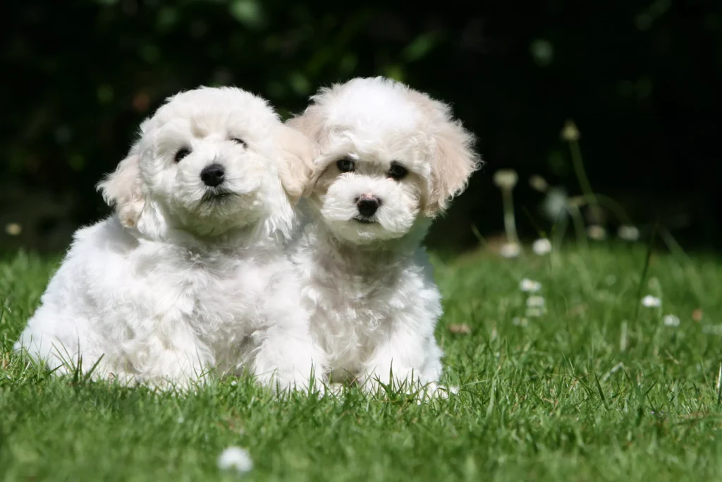 bichon frisé chien allergie