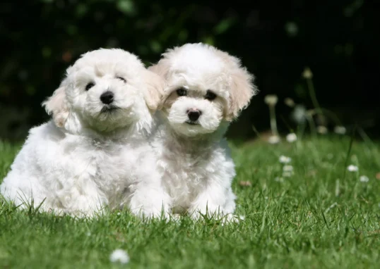 bichon frisé chien allergie