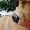 accessoires tendance pour chien