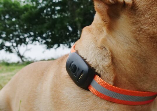 accessoires tendance pour chien