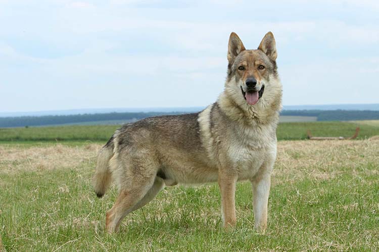 adopter un chien-loup tchécoslovaque