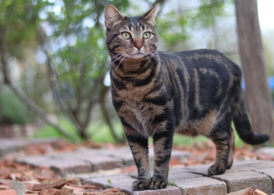 lingettes pour yeux des chats