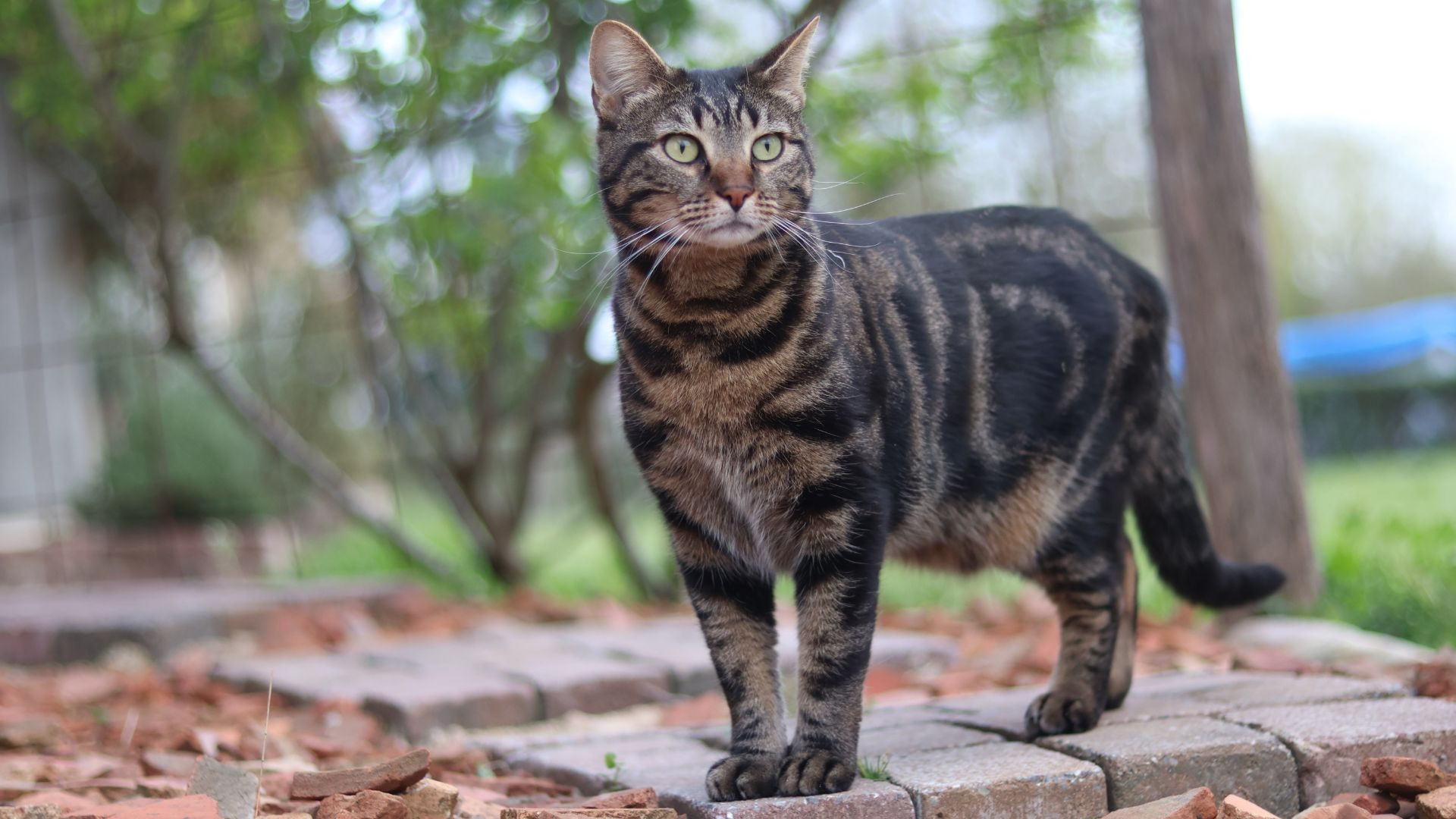 lingettes pour yeux des chats