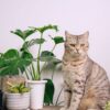 plantes toxiques pour les chats