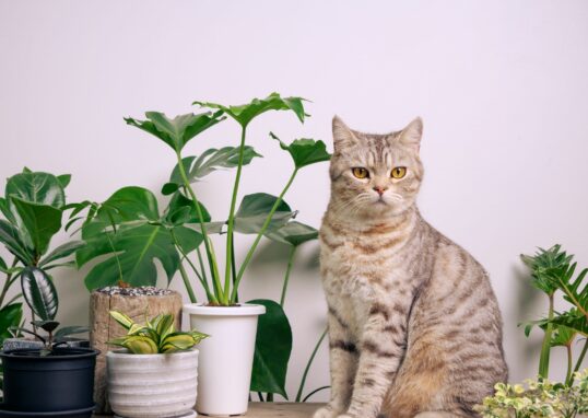 plantes toxiques pour les chats