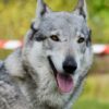 adopter un chien-loup tchécoslovaque