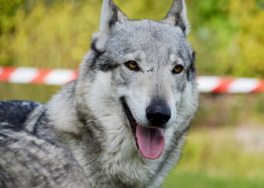 adopter un chien-loup tchécoslovaque