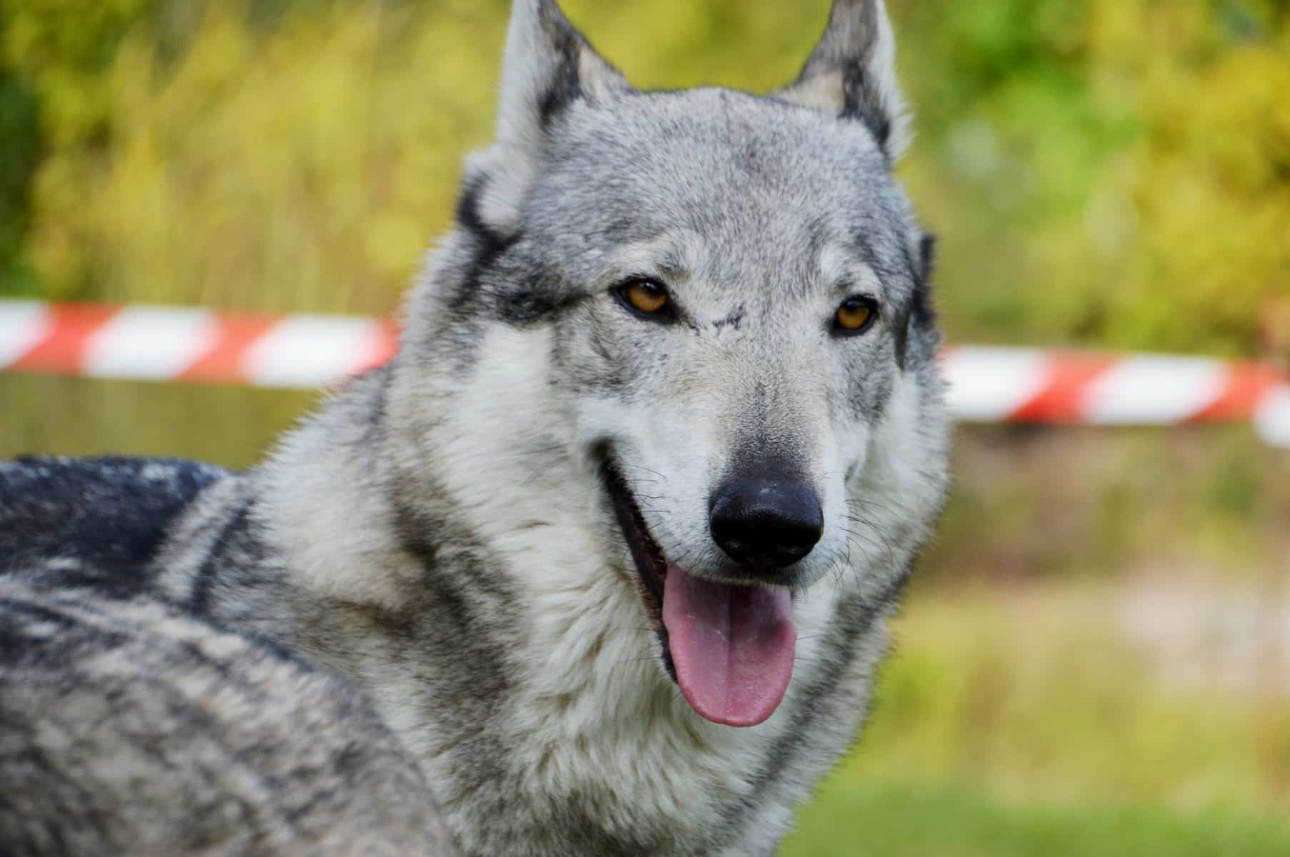 adopter un chien-loup tchécoslovaque