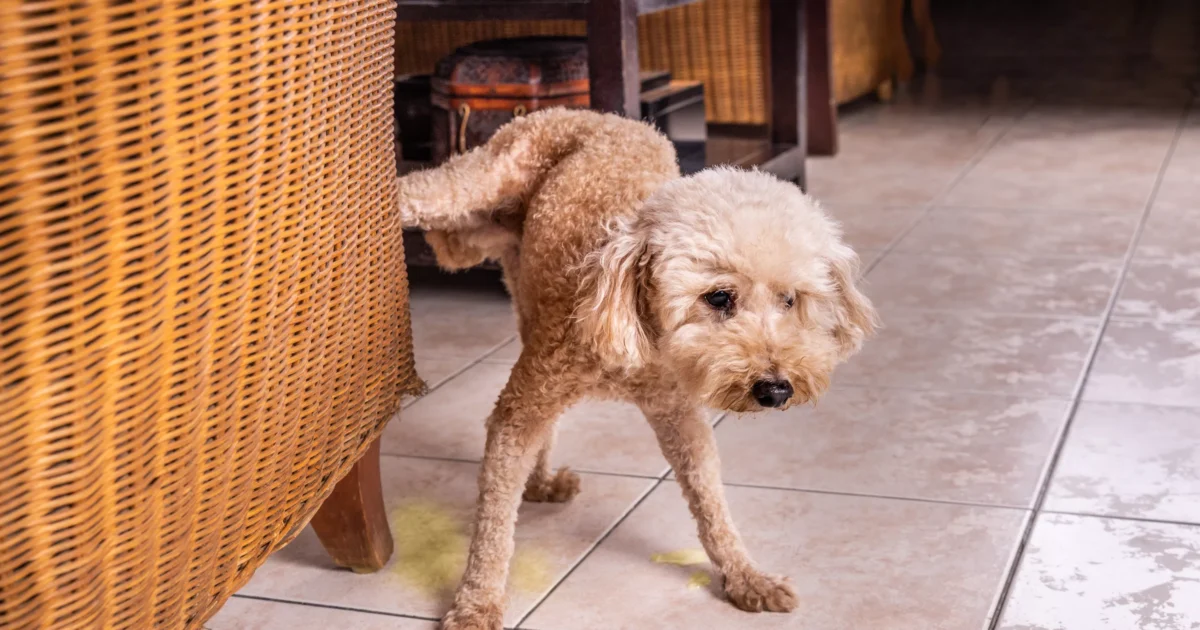 chien qui fait pipi à l'intérieur