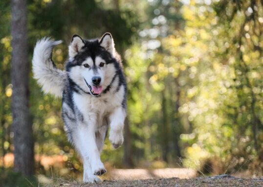 compléments alimentaires chien sportif