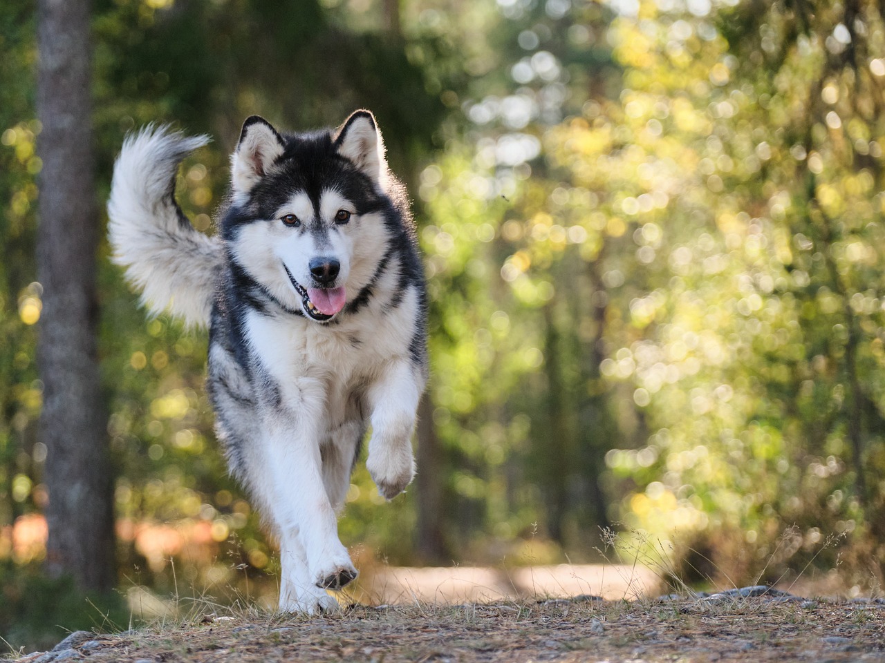 compléments alimentaires chien sportif