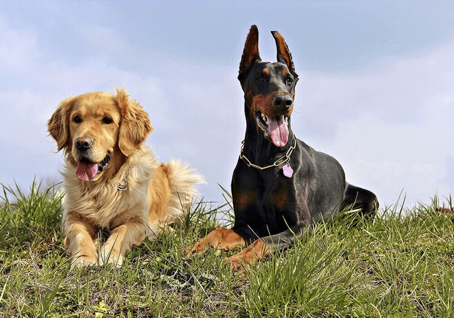 croquettes grandes races de chiens