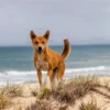 dingo chien