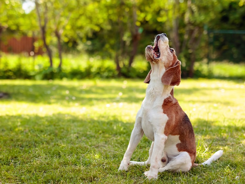 éduquer chien aboiements