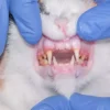 gingivostomatite chez le chat