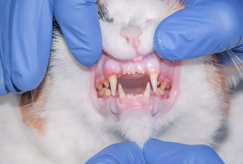 gingivostomatite chez le chat