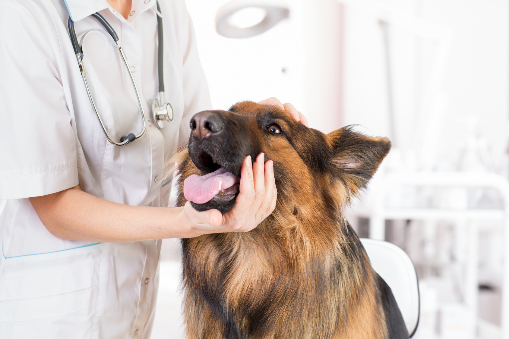 maladies les plus fréquentes chez le chien