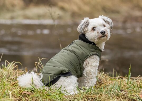 manteaux hiver petit chien