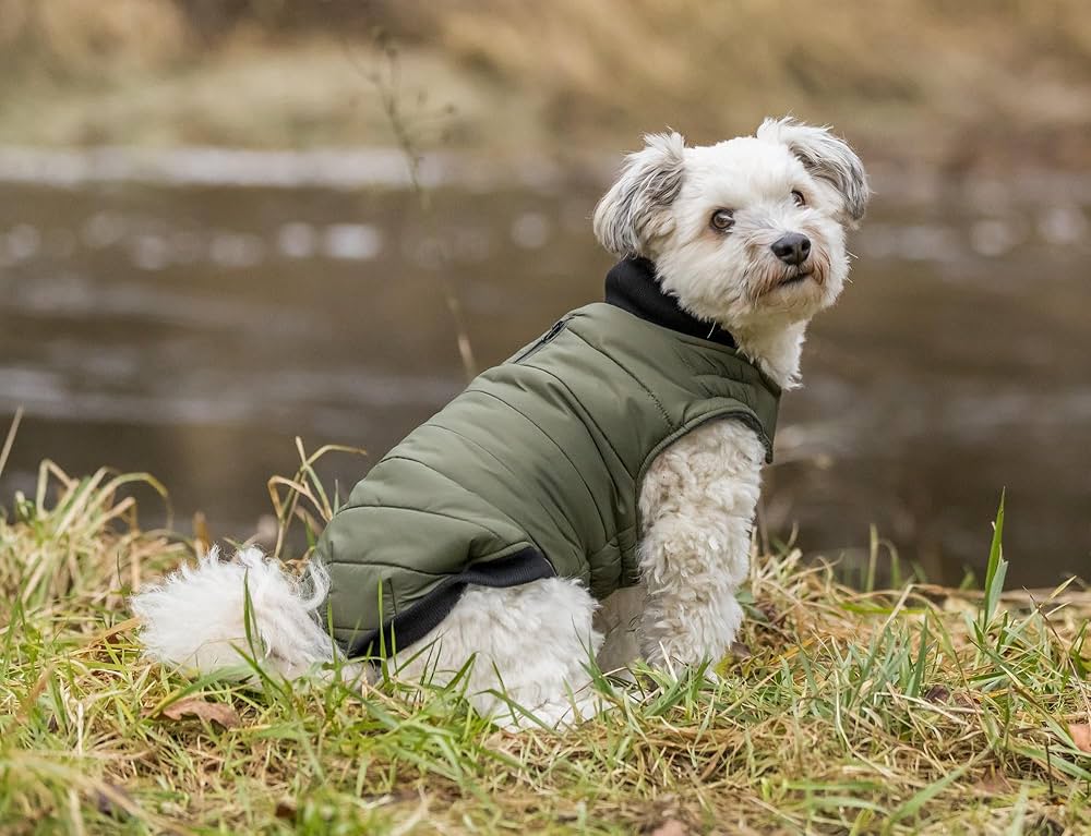 manteaux hiver petit chien