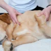 massage chien