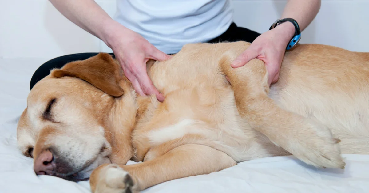 massage chien