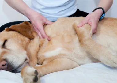 massage chien