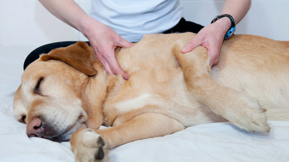 massage chien