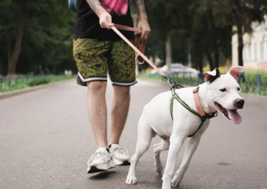 chien tire laisse