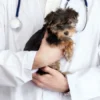 vaccins chiot