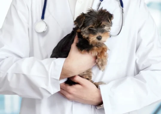 vaccins chiot