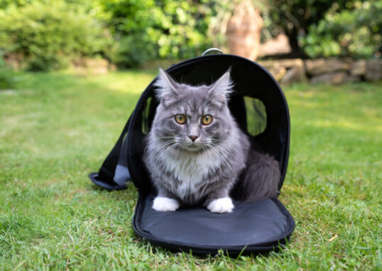 sac de transport pour chat