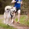 chien sportif compléments alimentaires