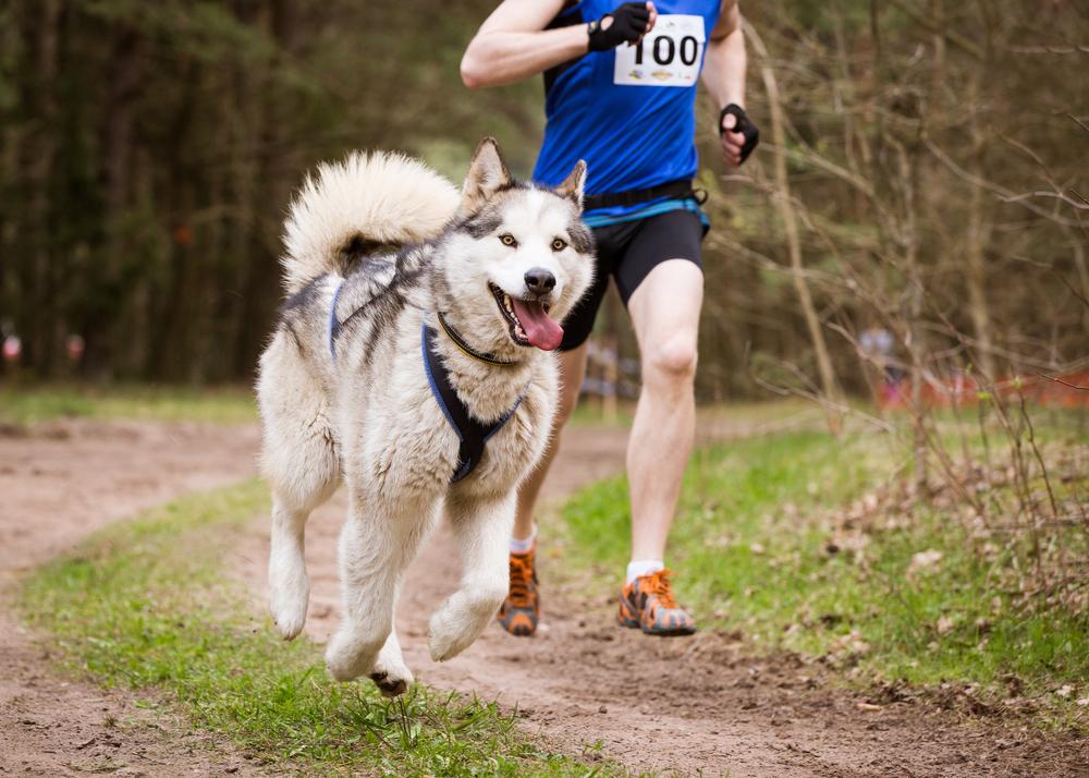 chien sportif compléments alimentaires