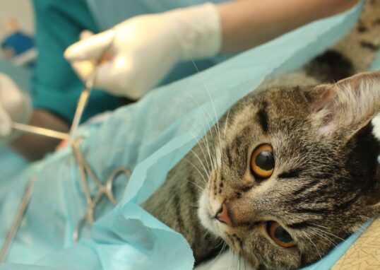 faire stériliser son chat