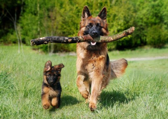 activités ludiques chien