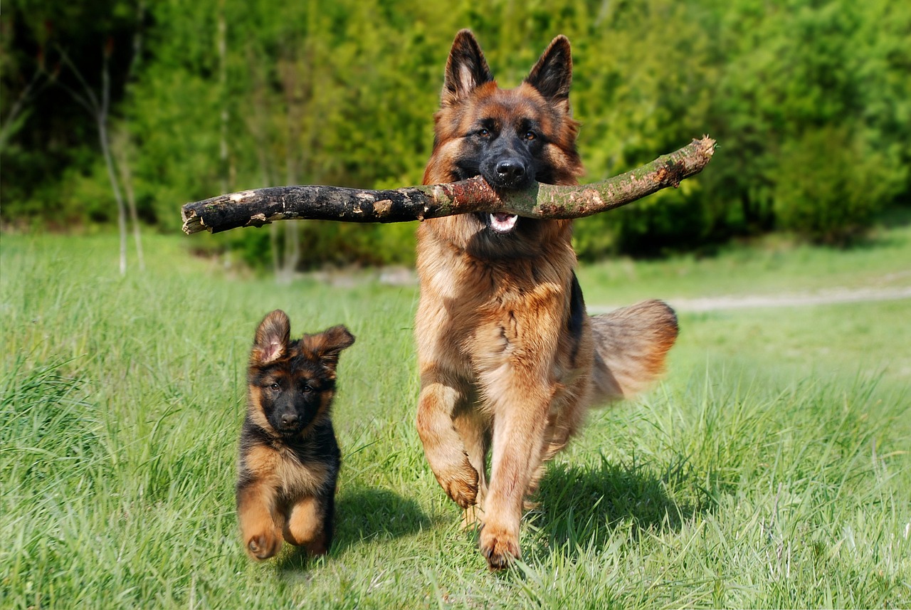 activités ludiques chien