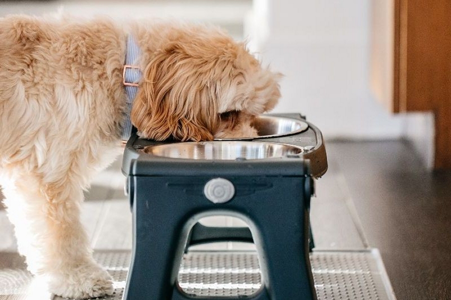 chien alimentation équilibrée