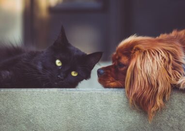 coexistence chiens chats