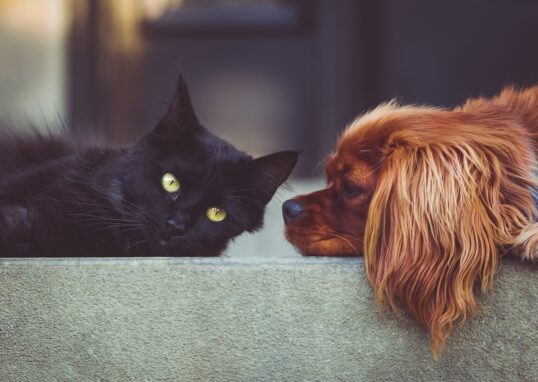 coexistence chiens chats