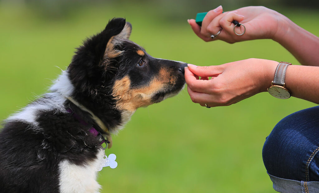 dressage positif chien